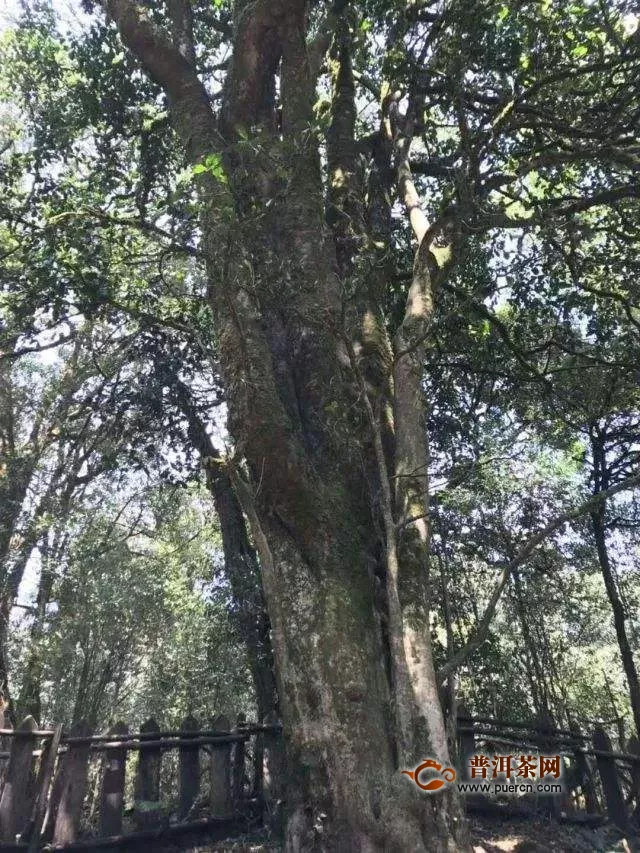 勐库大雪山千年古茶树
