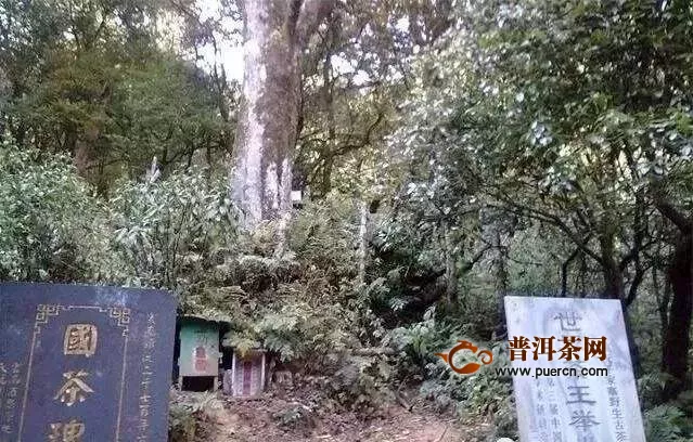 勐库大雪山千年古茶树