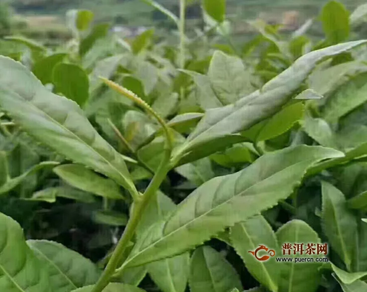 常喝烏龍茶能不能瘦身，喝烏龍茶的好處