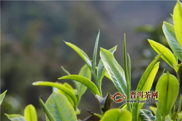 昔歸古樹茶屬于哪個產(chǎn)區(qū)的