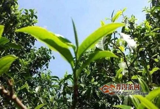 昔歸古樹茶是什么茶