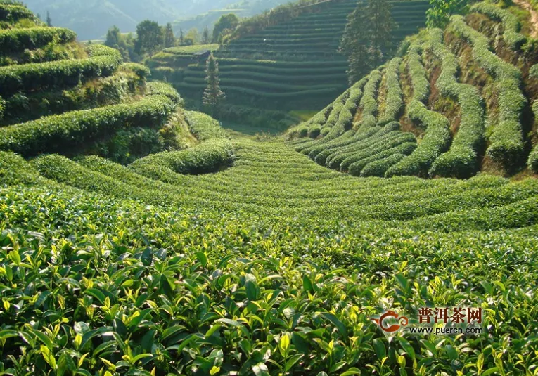 红茶与绿茶的营养区别，红绿茶的功效