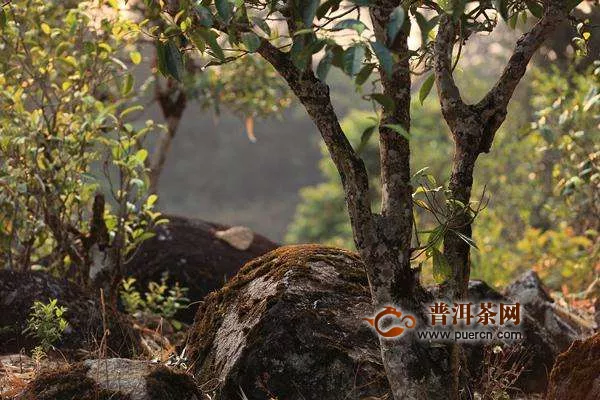 邦東古樹茶地理位置