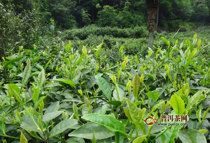 阿萨姆红茶和锡兰红茶，阿萨姆红茶和锡兰红茶的区别