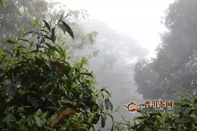 云南普洱茶各大山頭名寨