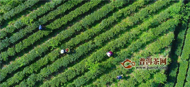 龍井屬于紅茶還是綠茶？