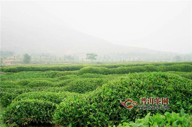 崂山绿茶核心产区