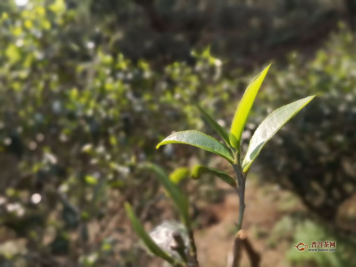 團結(jié)古茶山