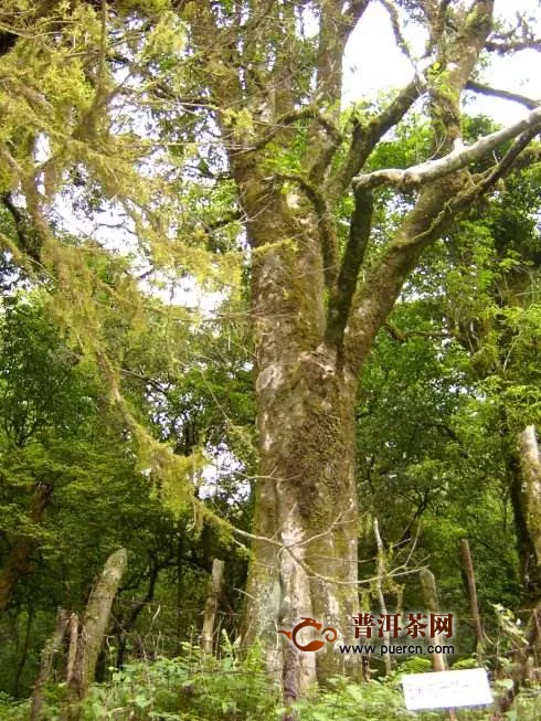 千家寨茶王樹(shù)