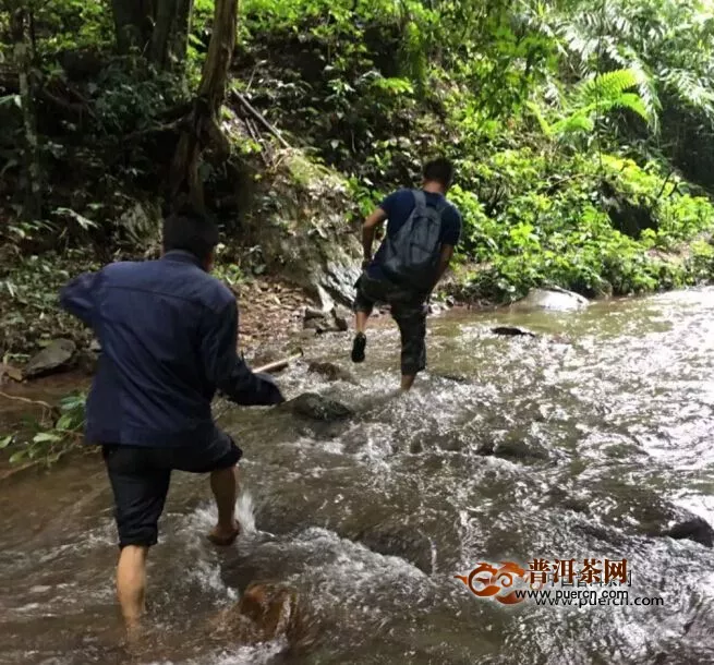 铜箐河属于哪个茶区