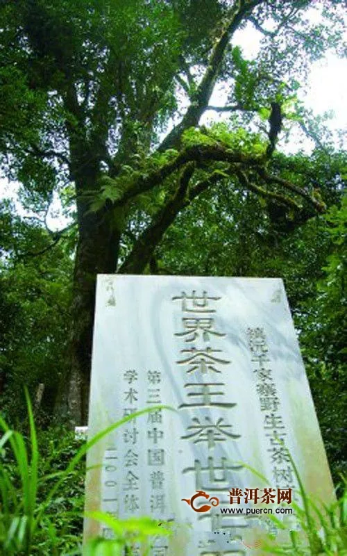 千家寨屬哪個(gè)茶區(qū)