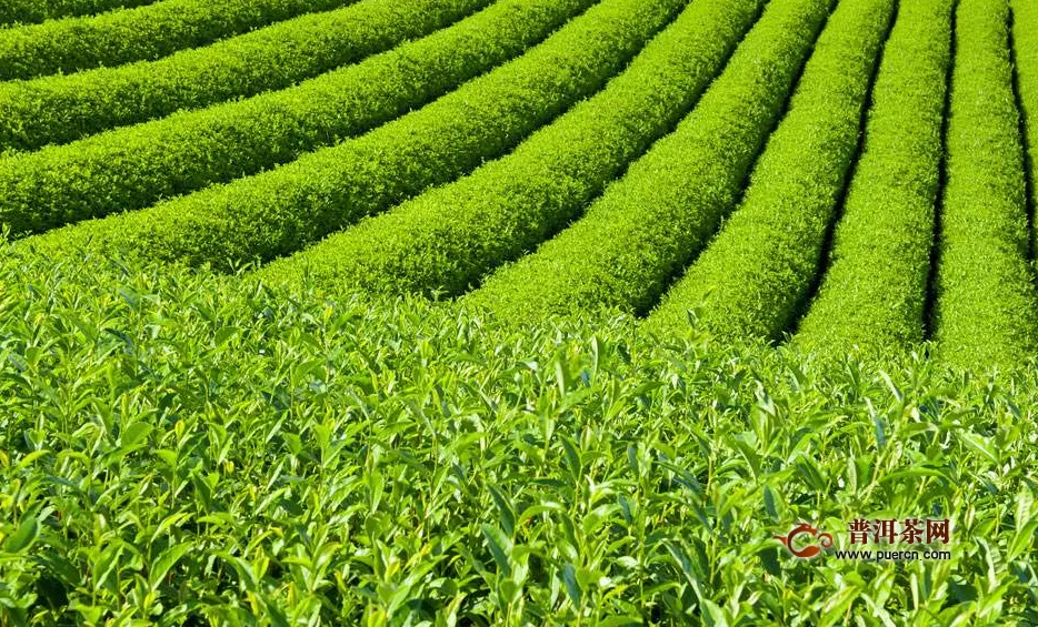 绿茶有什么功效与作用？绿茶的营养成分