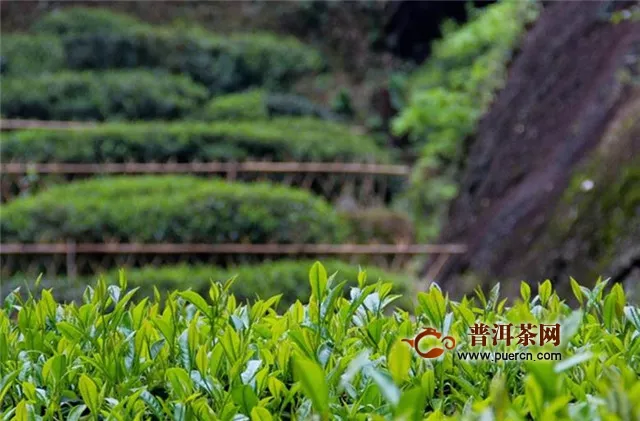 武夷山正巖茶的范圍——“三坑兩澗”