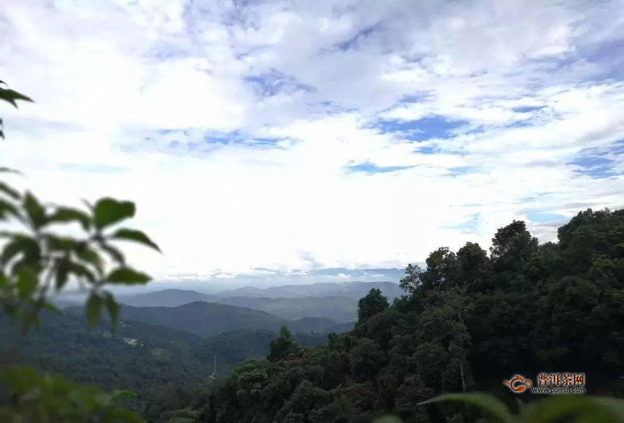 章朗老寨古茶歷史