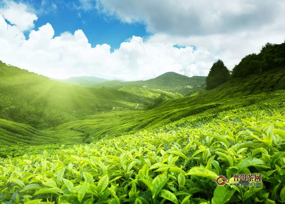 绿茶的基本知识，绿茶的特征、制作、功效
