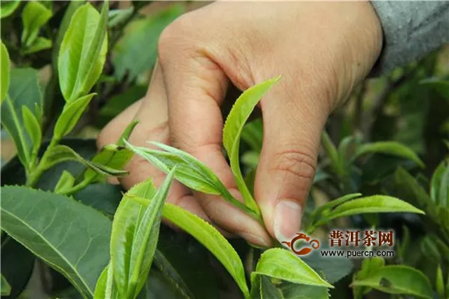 龍峰茶產(chǎn)自哪里？龍峰茶產(chǎn)地介紹