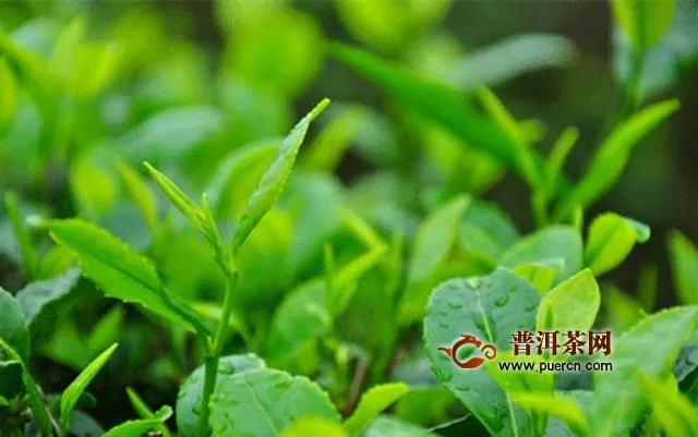 龙峰茶产地环境