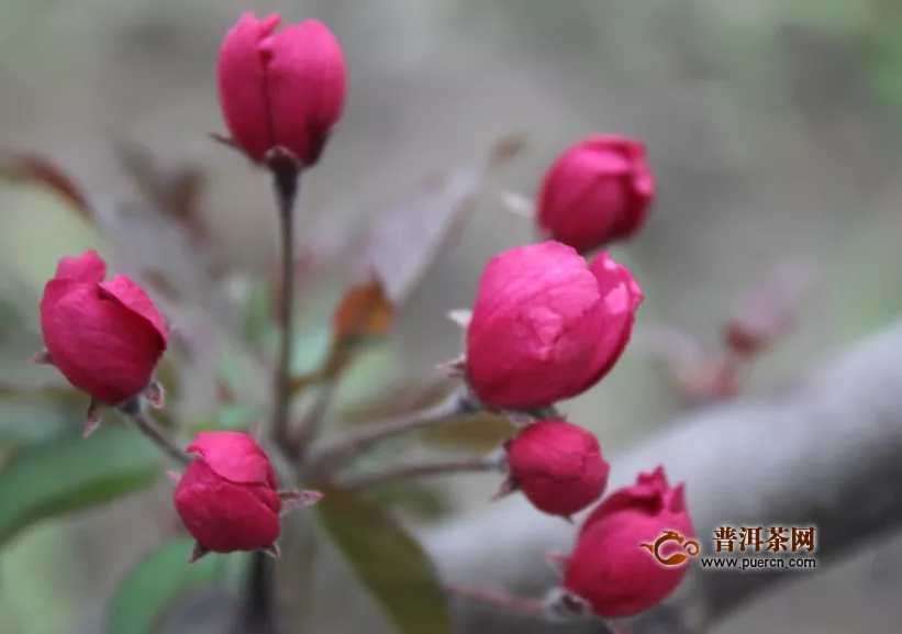 坐月子喝玫瑰花茶，喝玫瑰花茶注意事项