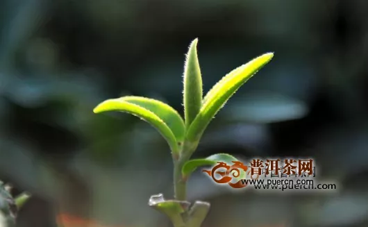 茶叶的毫香是什么香？白茶的毫香是怎么一回事