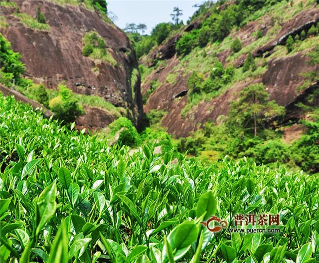 福建岩茶肉桂