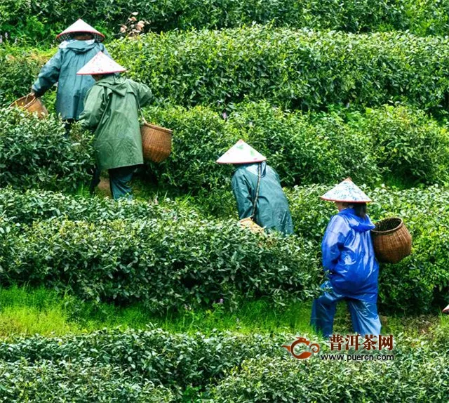 乌龙茶采摘鲜叶的标准，顶端采3至5片茶叶嫩芽！