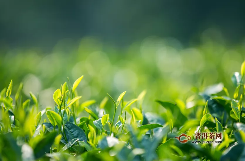 绿茶加工步骤，绿茶的采摘、制作方法
