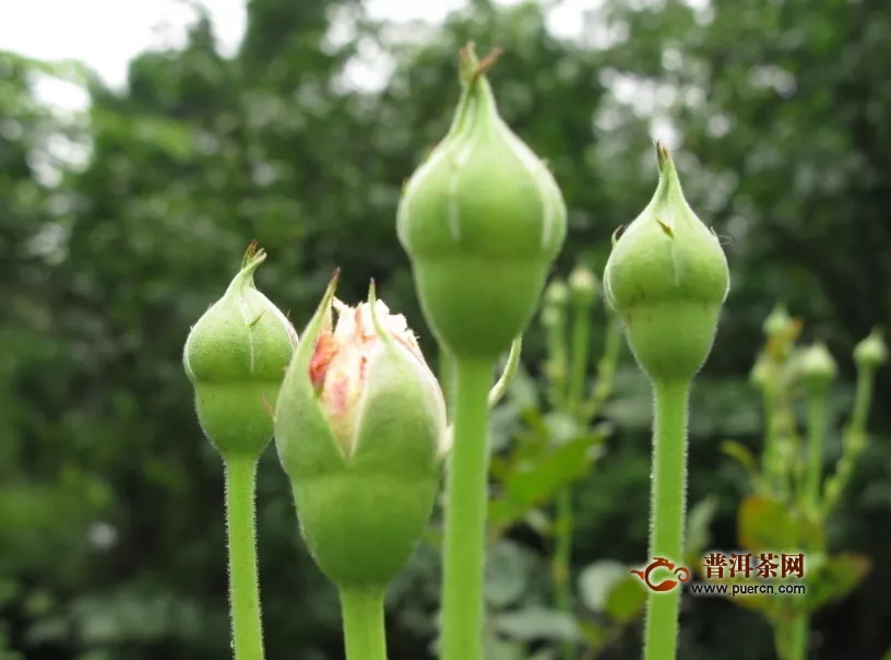 玫瑰花茶搭配什么來泡？沖泡玫瑰花茶的注意事項