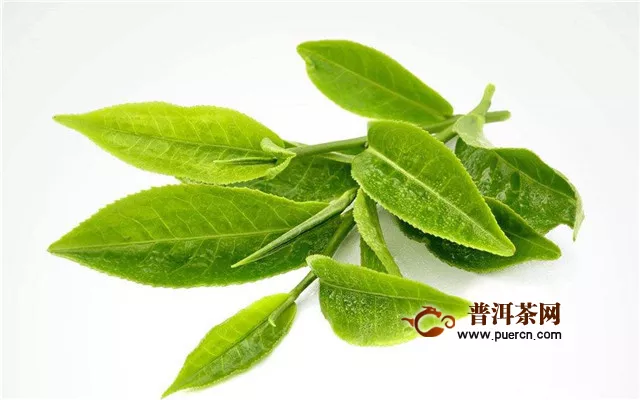 马头岩肉桂是什么茶？是正岩茶的典型代表品种之一