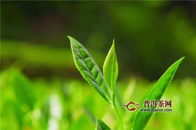 武夷巖茶正巖半巖洲茶，產(chǎn)地環(huán)境有何差異？