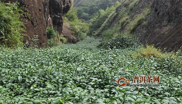 武夷巖茶正巖半巖洲茶，產(chǎn)地環(huán)境有何差異？