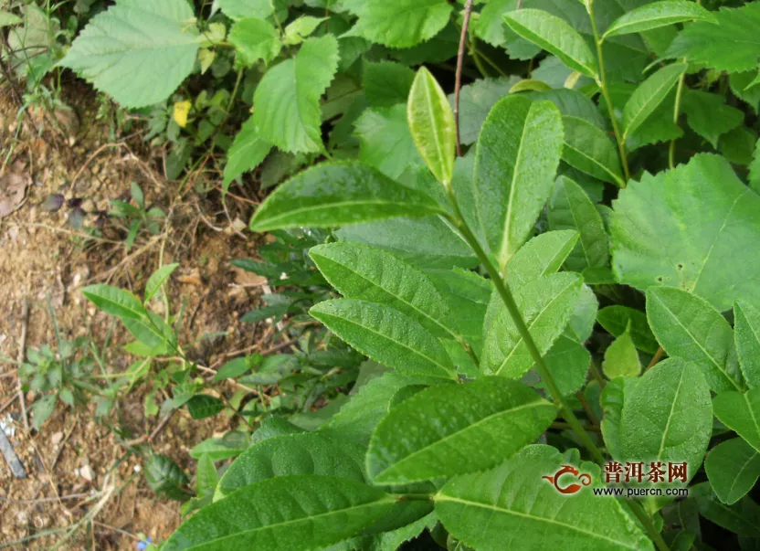 綠茶可以泡幾次？綠茶的沖泡注意事項