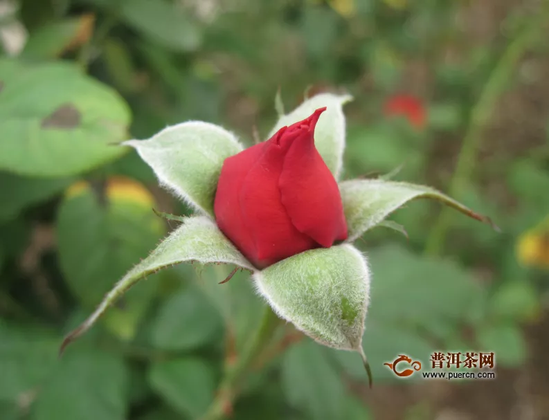 洛施玫瑰花茶的功效，玫瑰花茶的適宜人群