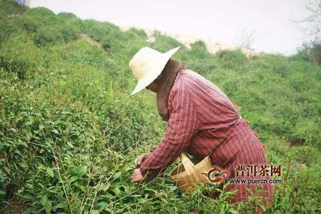 信阳毛尖核心产区在哪里