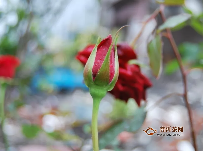 常喝玫瑰花茶的好處，玫瑰花茶適宜人群