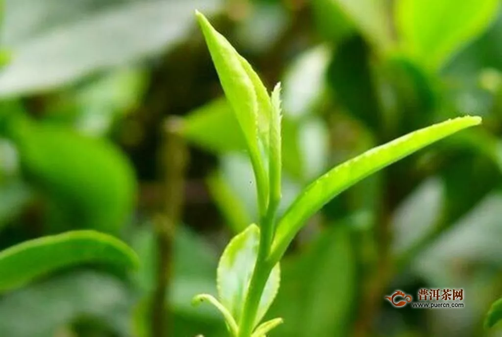 黟山雀舌茶制作工序流程