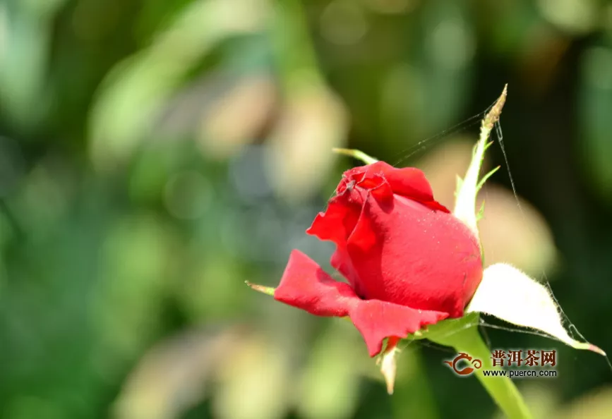 菊花茶和玫瑰花茶區(qū)別，菊花茶、玫瑰花茶的特征