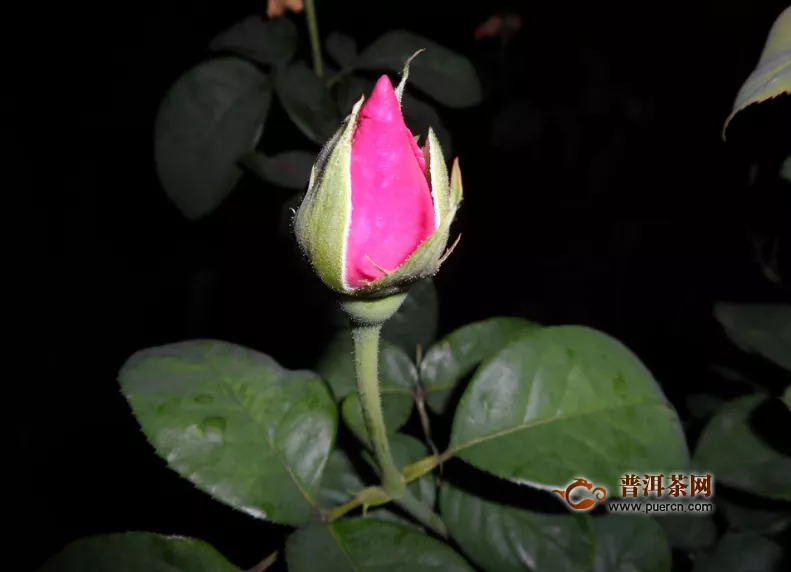 菊花茶和玫瑰花茶區(qū)別，菊花茶、玫瑰花茶的特征