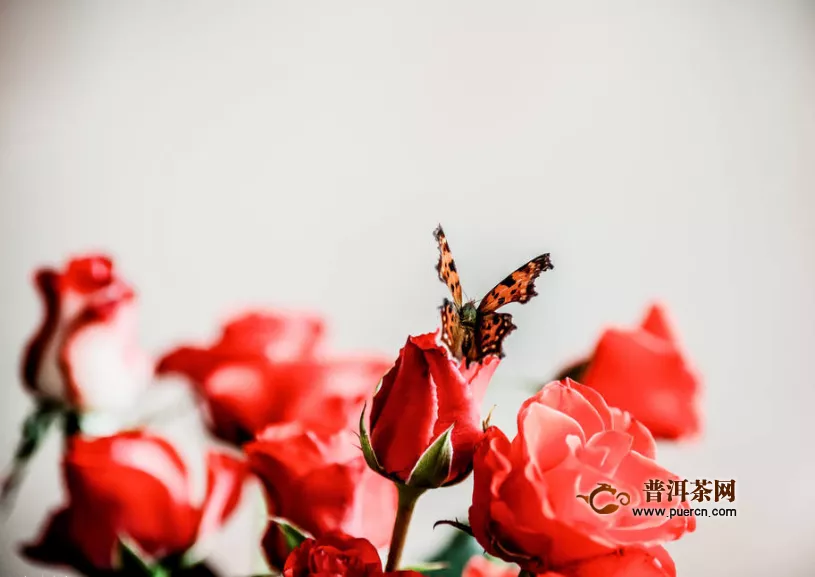 菊花茶和玫瑰花茶區(qū)別，菊花茶、玫瑰花茶的特征