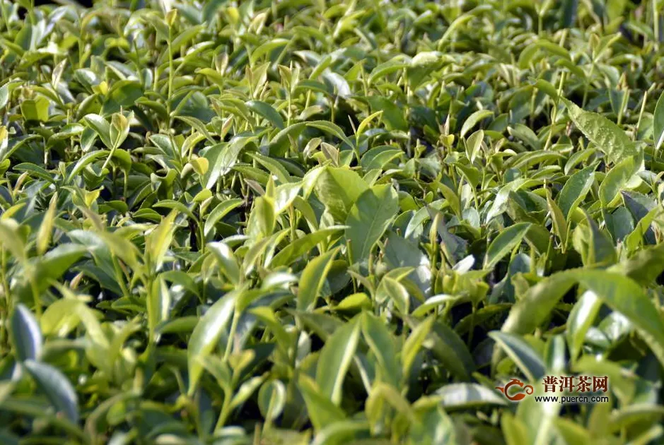 绿茶陈年可以喝吗？怎么鉴别绿茶是否变质