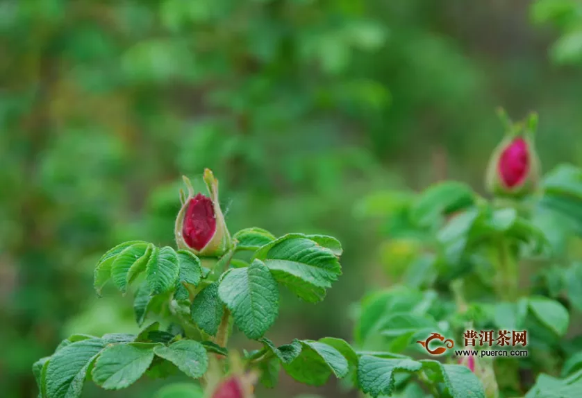 第一次喝山楂玫瑰花茶，喝山楂玫瑰花茶注意事項