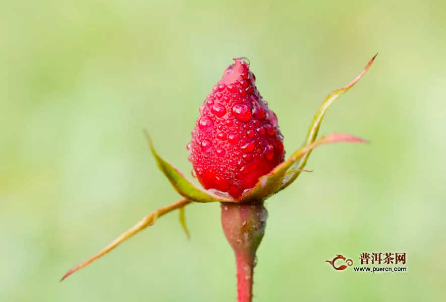 隔夜的玫瑰花茶可以干嘛？過期的玫瑰花茶的危害