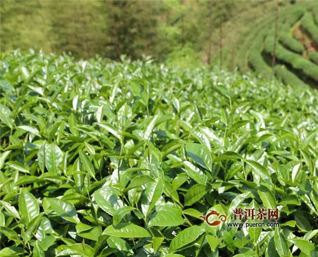 武夷岩茶的栽培与加工制作