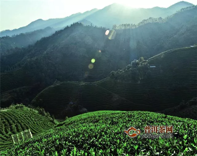 武夷岩茶的栽培与加工制作