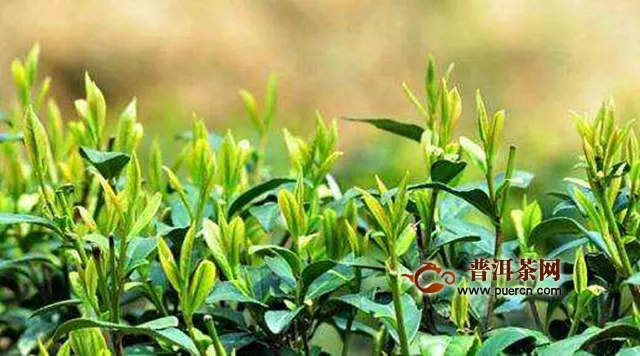 绿杨春茶叶产地在哪里