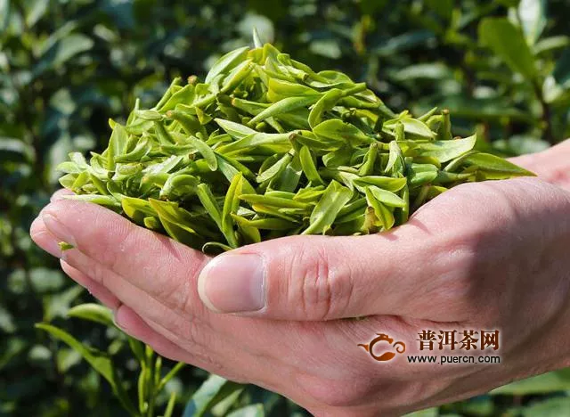 晚上喝綠茶的好處，晚上喝綠茶效果因人而異