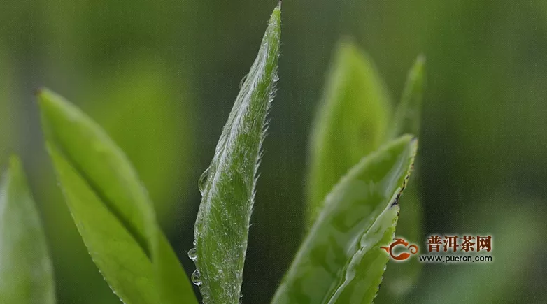 綠雪芽是白茶還是綠茶