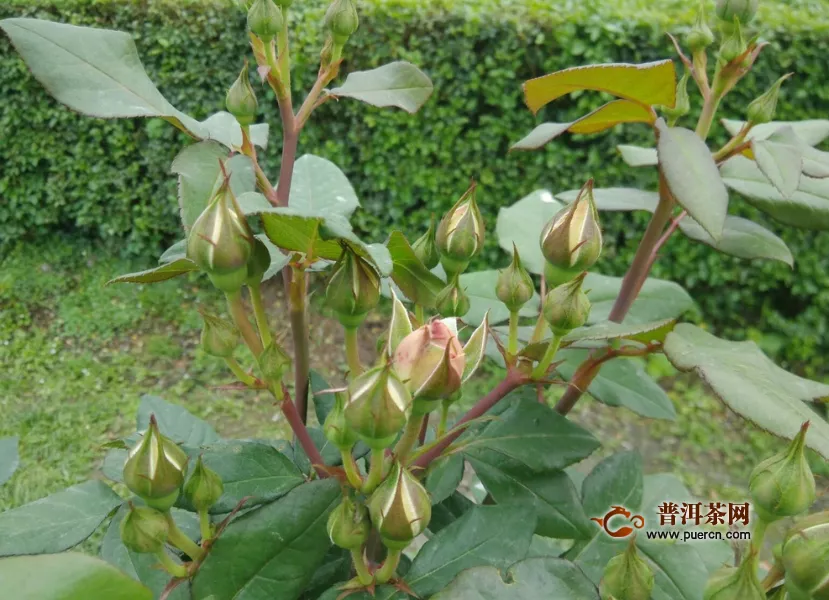 如何正確泡玫瑰花茶？玫瑰花茶怎么泡？