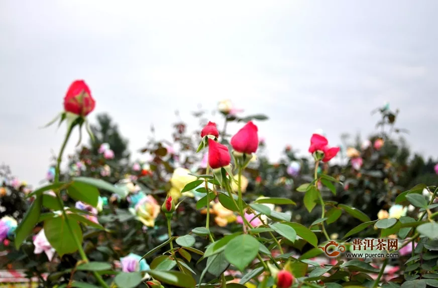 如何正確泡玫瑰花茶？玫瑰花茶怎么泡？