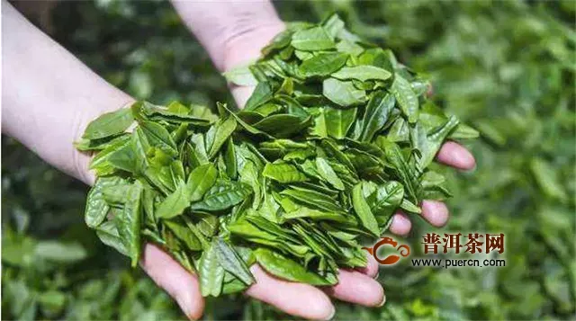 陆安瓜片是绿茶吗