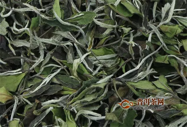 白茶的发酵工艺，